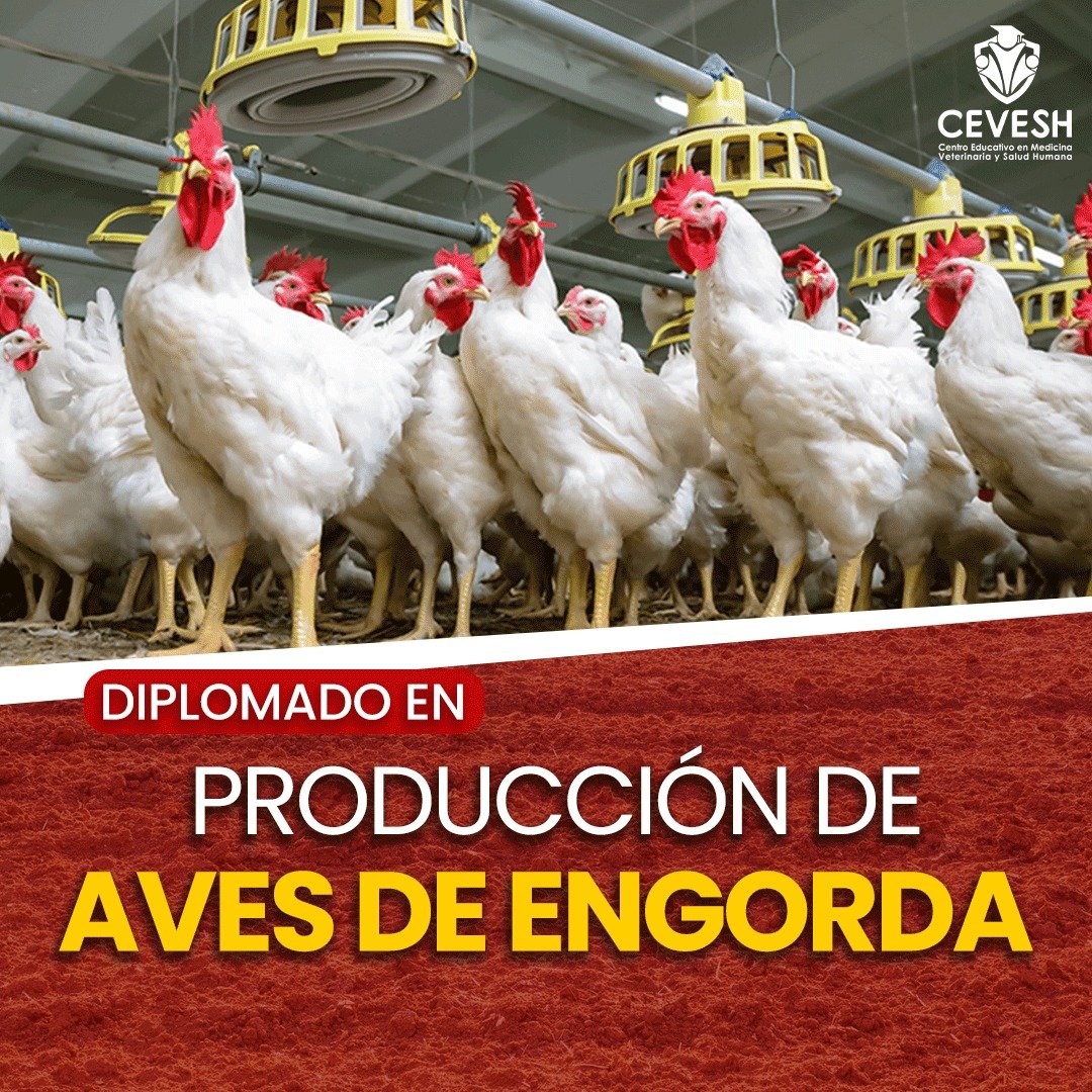 Aves de Engorda