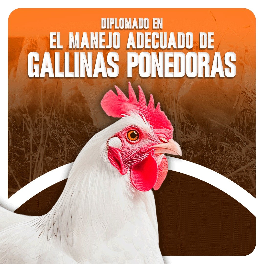 Formulación Perros y Gatos