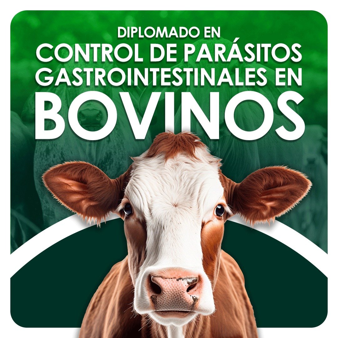 Formulación Perros y Gatos